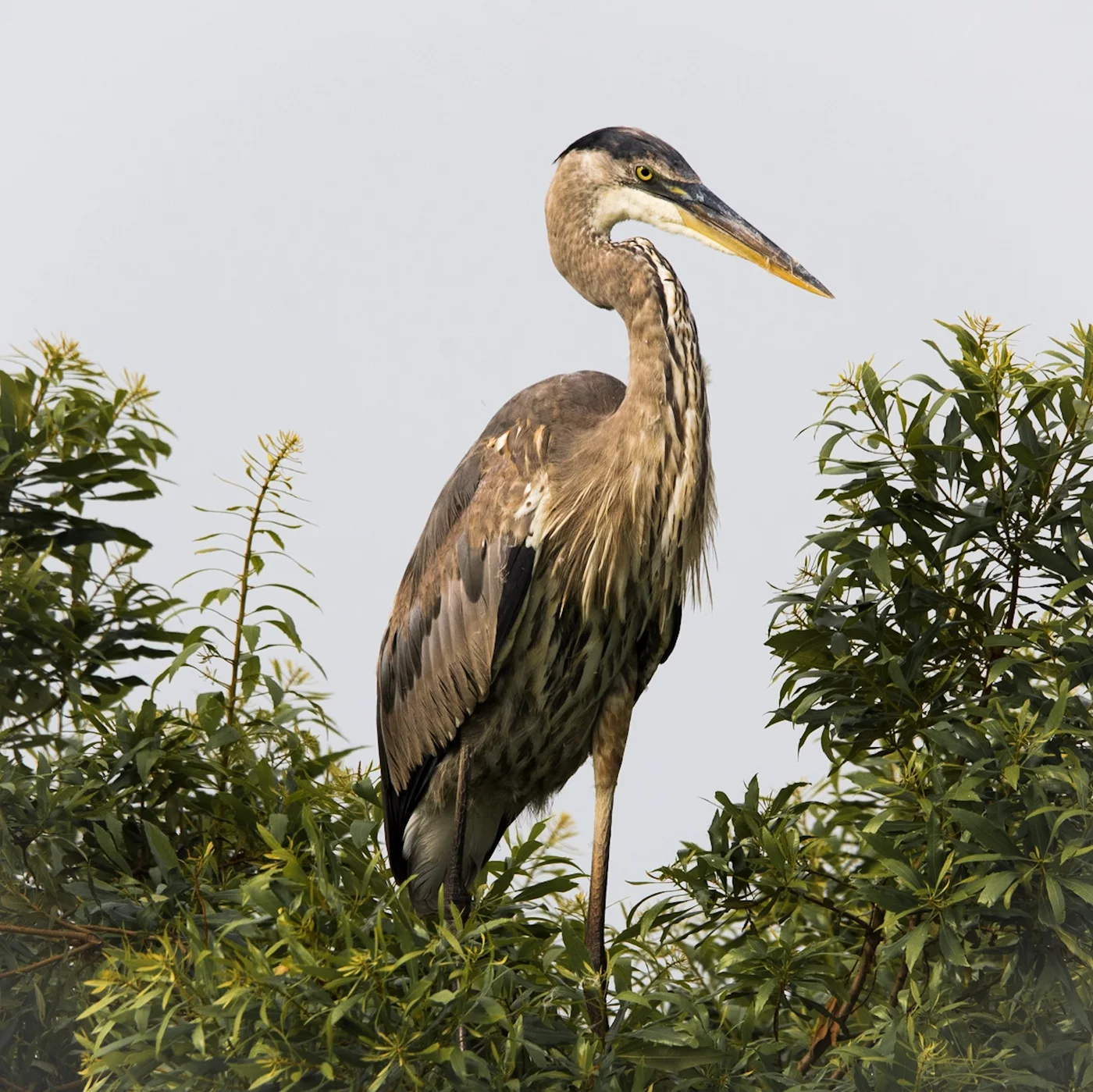 Great Blue Heron
