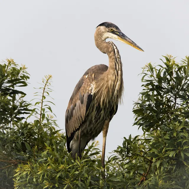 Great Blue Heron