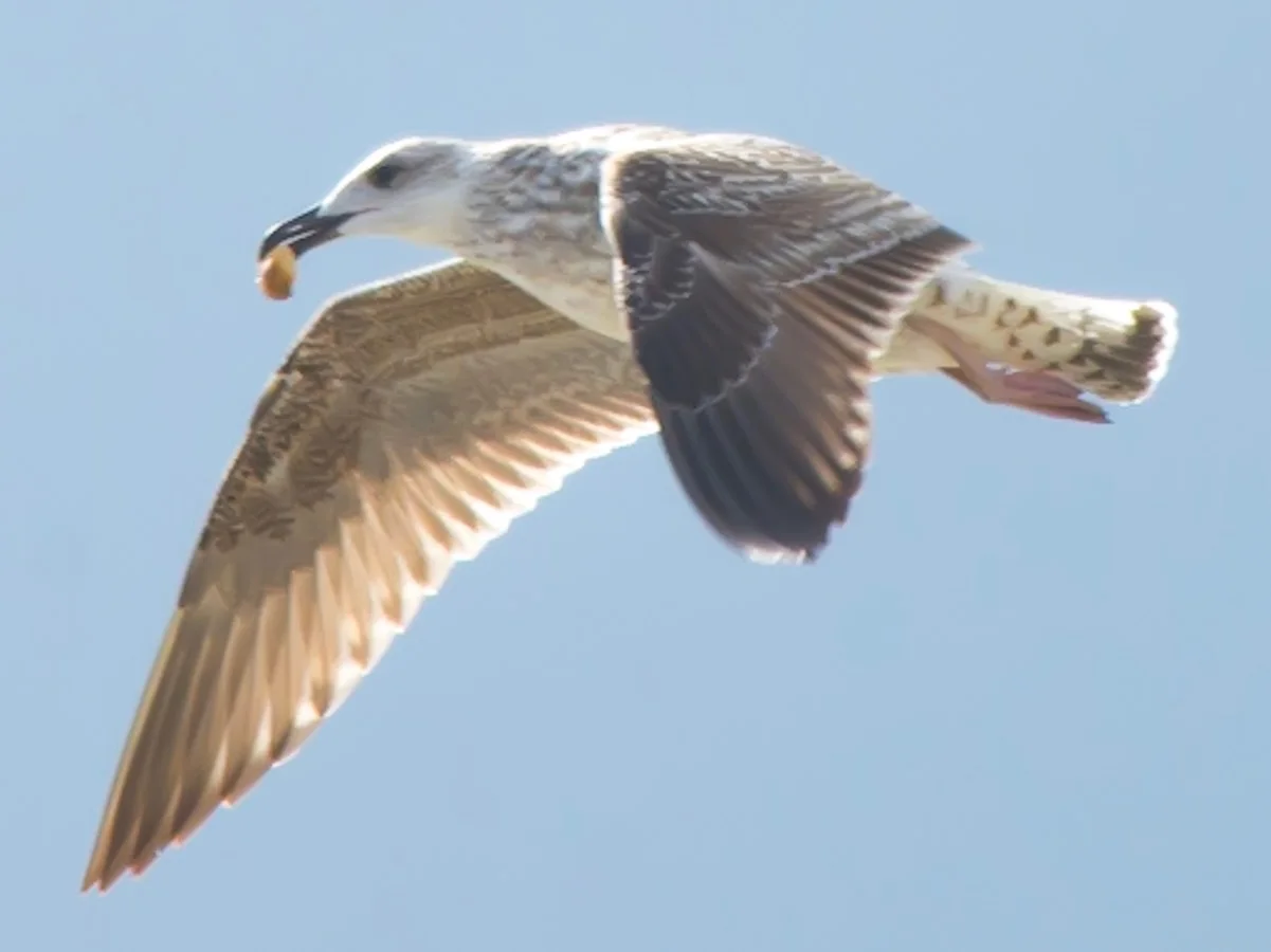 Herring Gull immature
