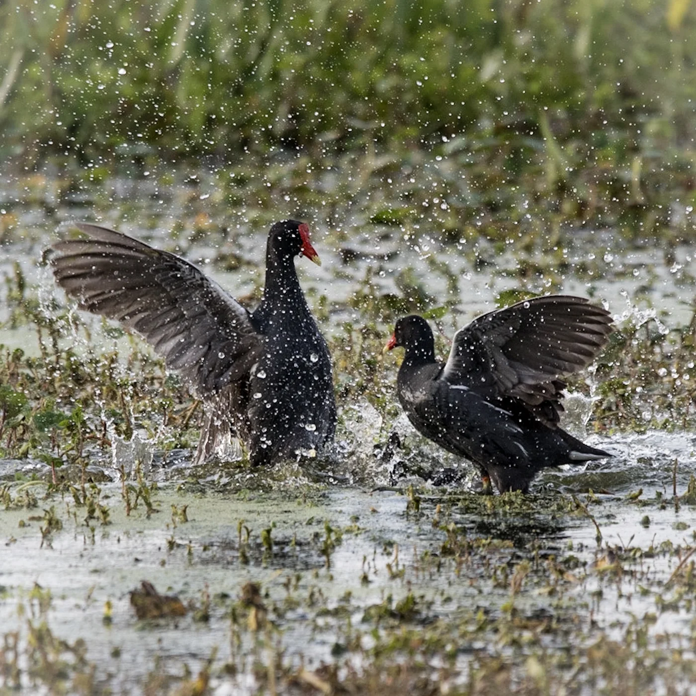 Fighting Common Gallinules
