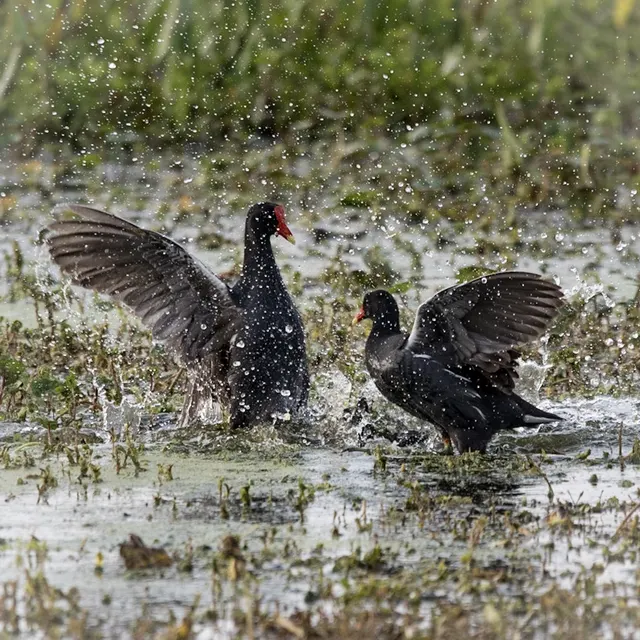 Fighting Common Gallinules