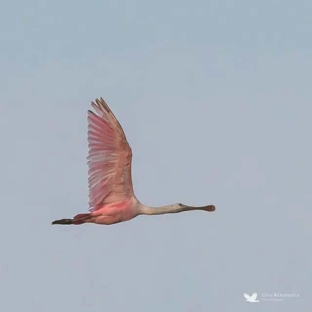 Roseate Spoonbill