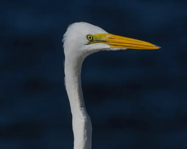 Great Egret closeup