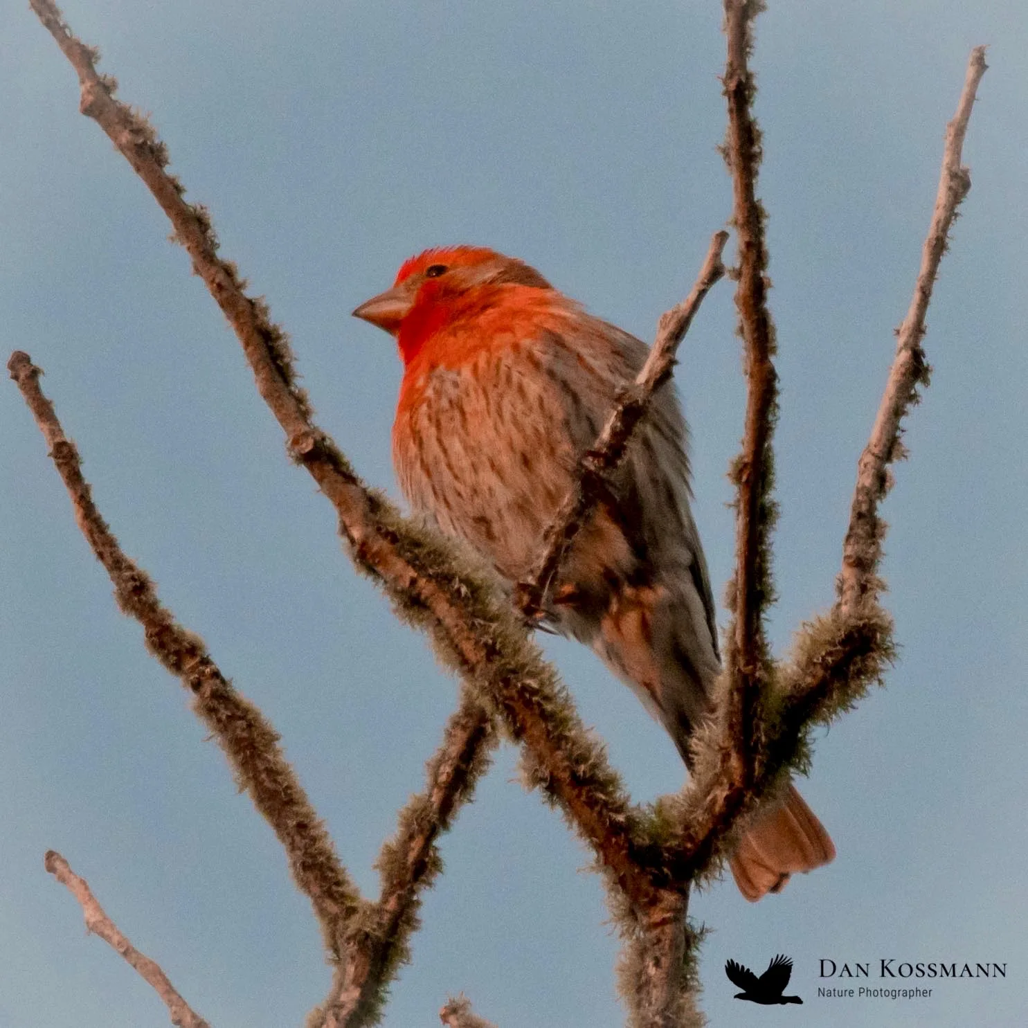 House Finch