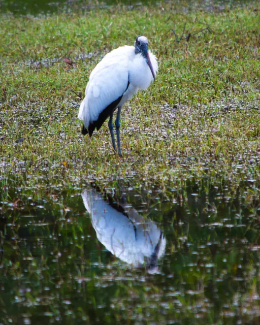 Wood Stork
