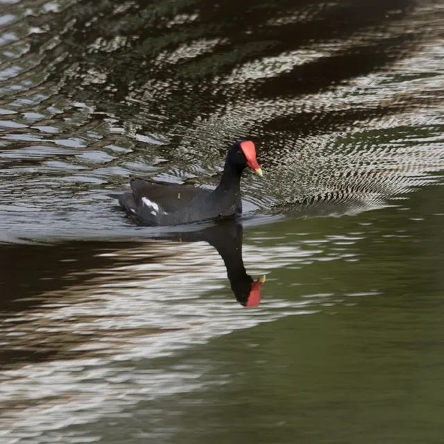 Common Gallinule