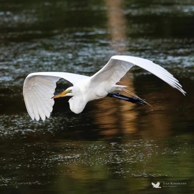Great Egret in flight