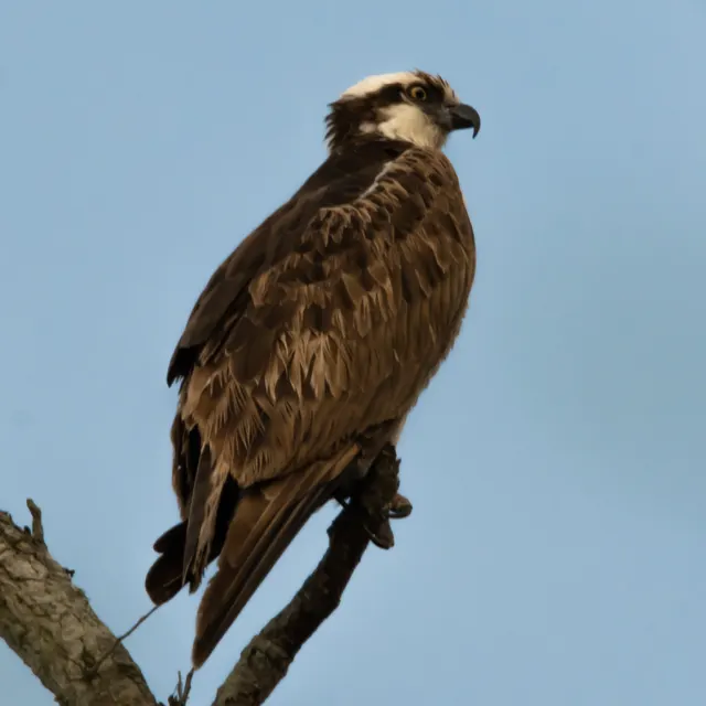 Osprey