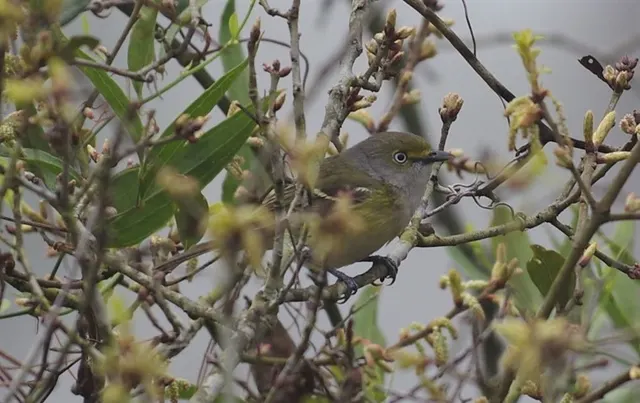 Vireo in the spring buds