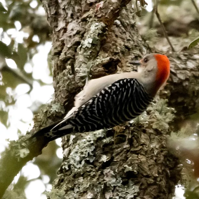 Red-bellied Woodpecker