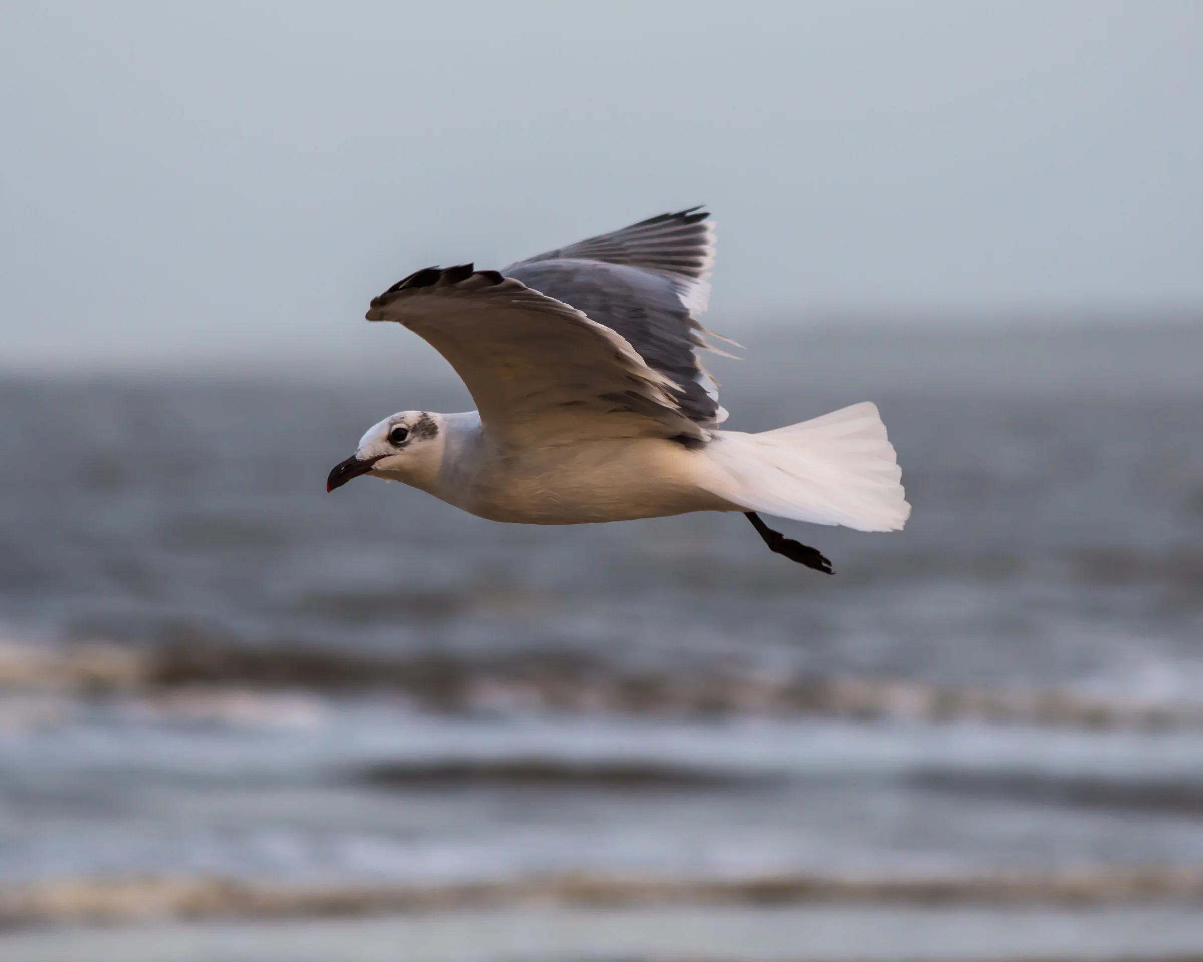 Laughing Gull