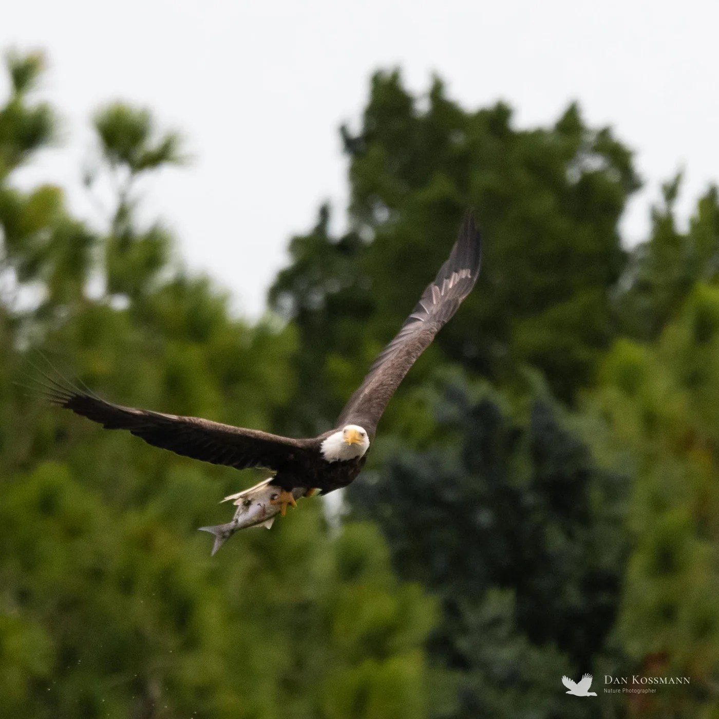 Bald Eagle with a fish
