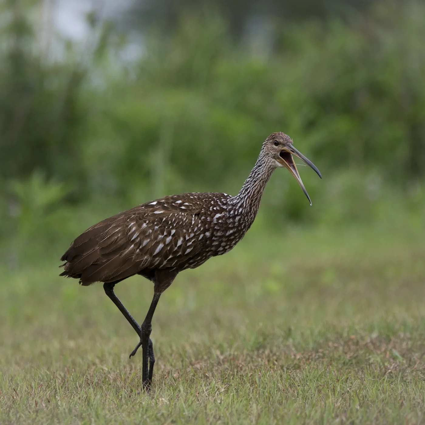 Limpkin