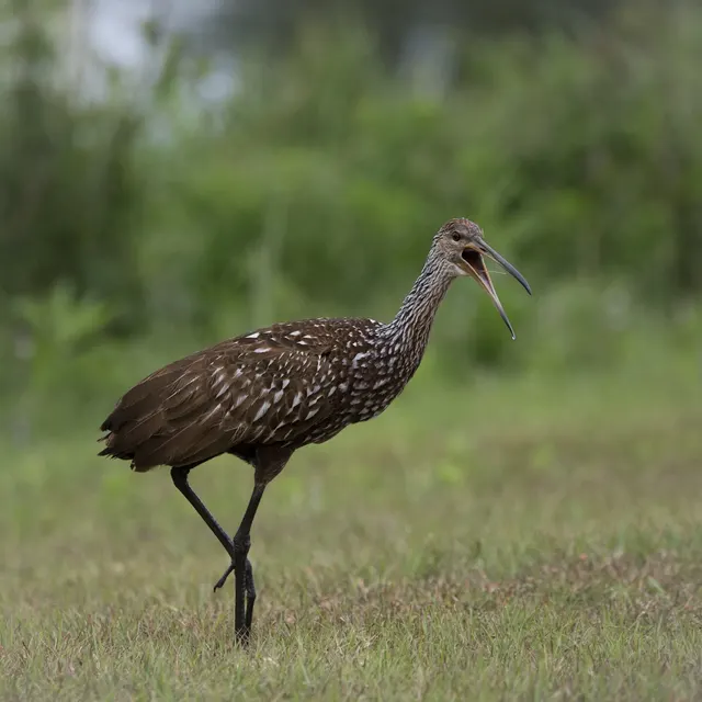 Limpkin