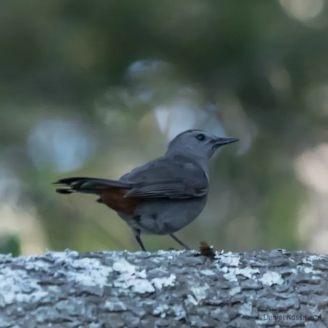 Gray Catbird