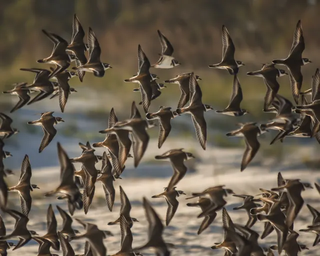 Semipalmated Plovers in flight