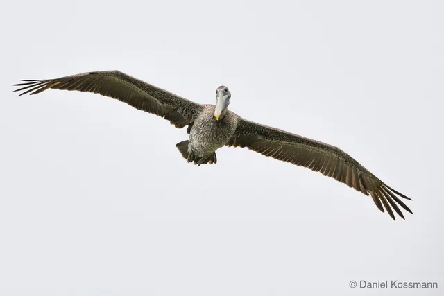 Brown Pelican overhead