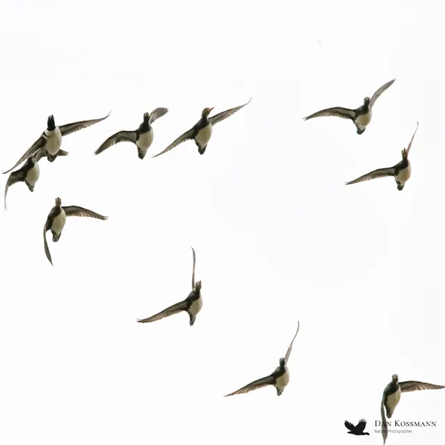 Ducks in flight — help us ID them!