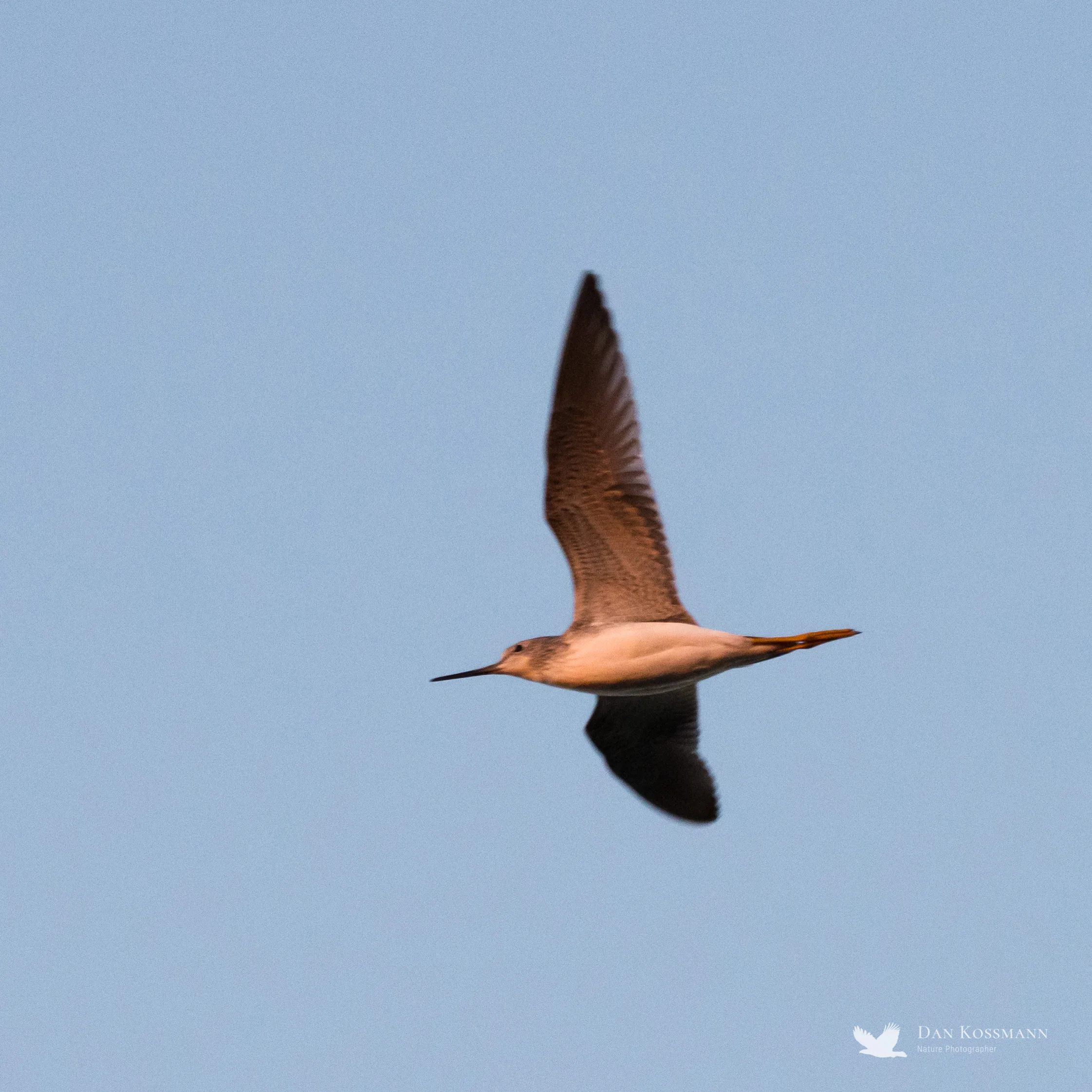 Lesser Yellowlegs