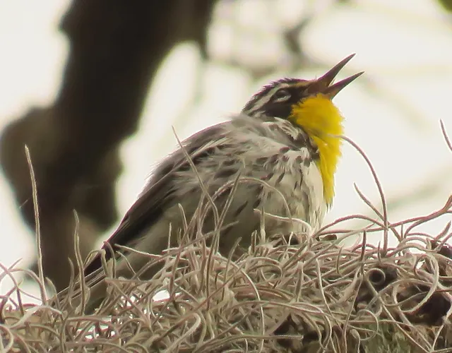 Bird on a Spanish moss nest — help us ID it!
