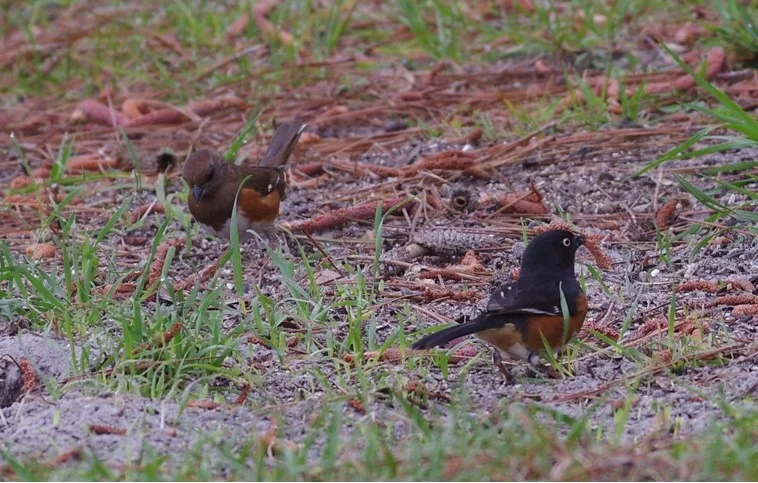 A pair of Eastern Towhees