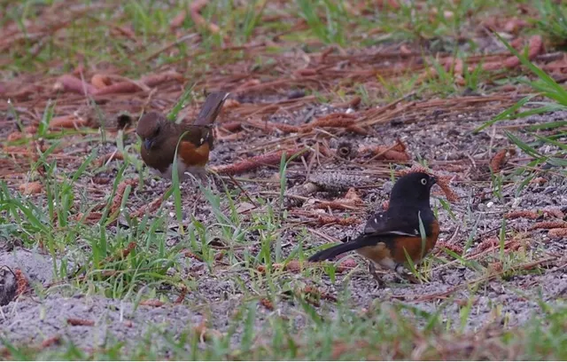 A pair of Eastern Towhees