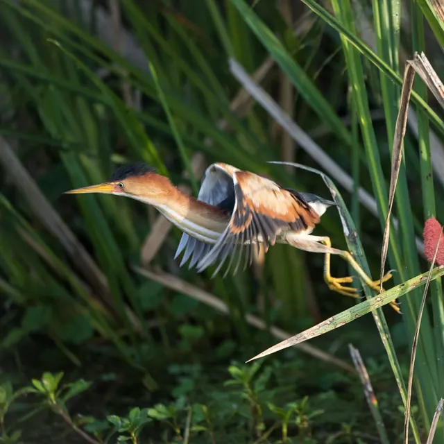 Launched Least Bittern