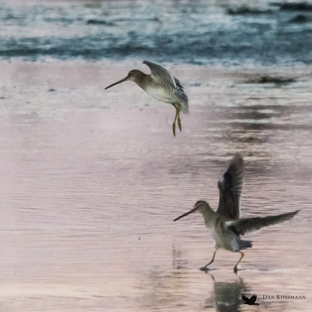 Short-billed Dowitchers