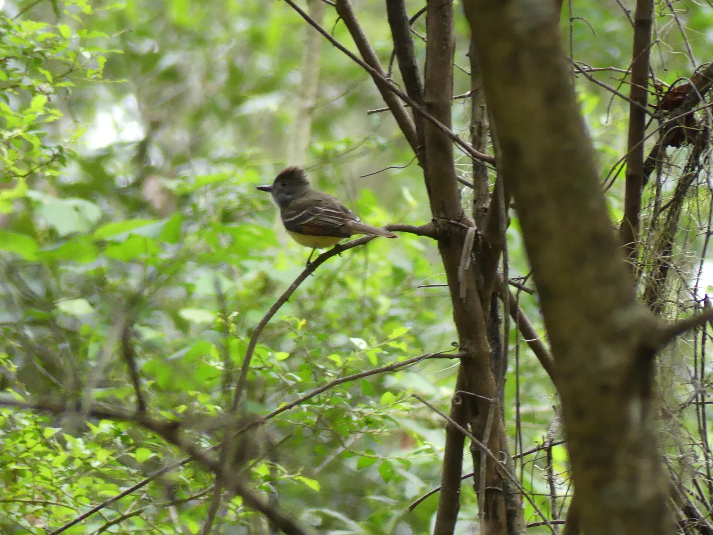 Flycatcher at Fort Clinch