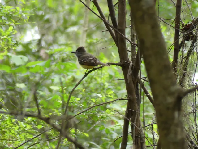 Flycatcher at Fort Clinch