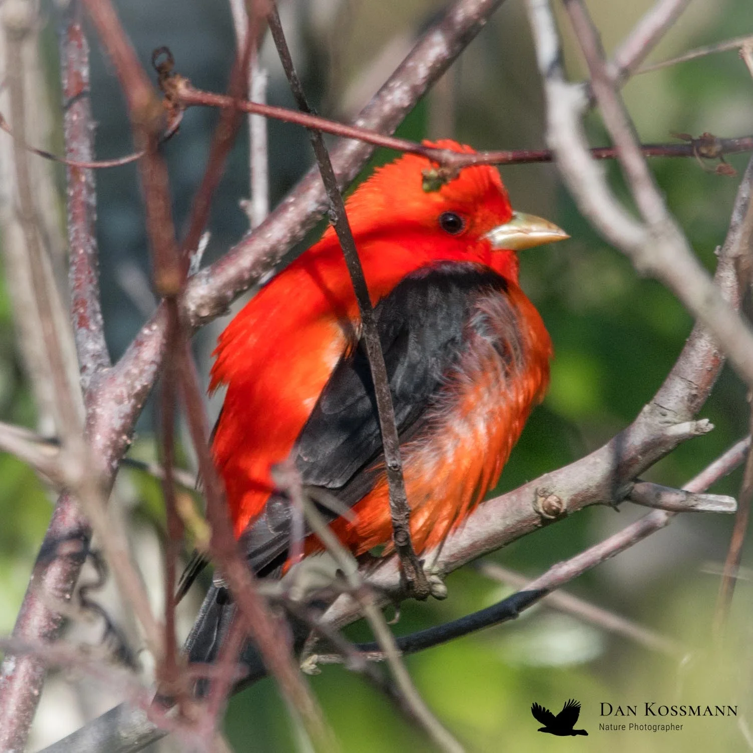 Scarlet Tanager