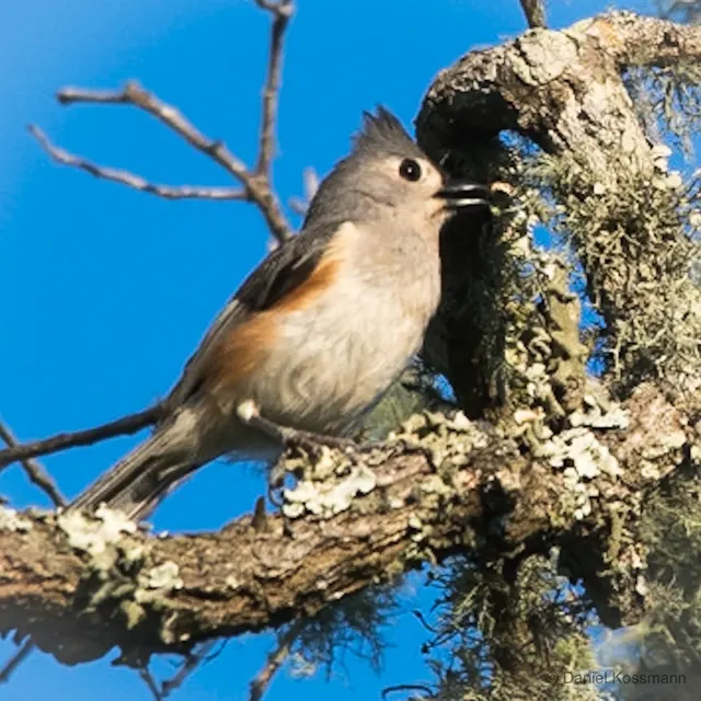 Tufted Titmouse