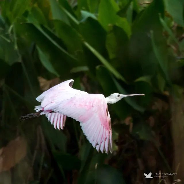 Roseate Spoonbill in flight