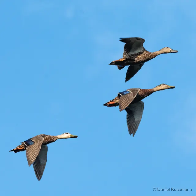 Mallards in flight