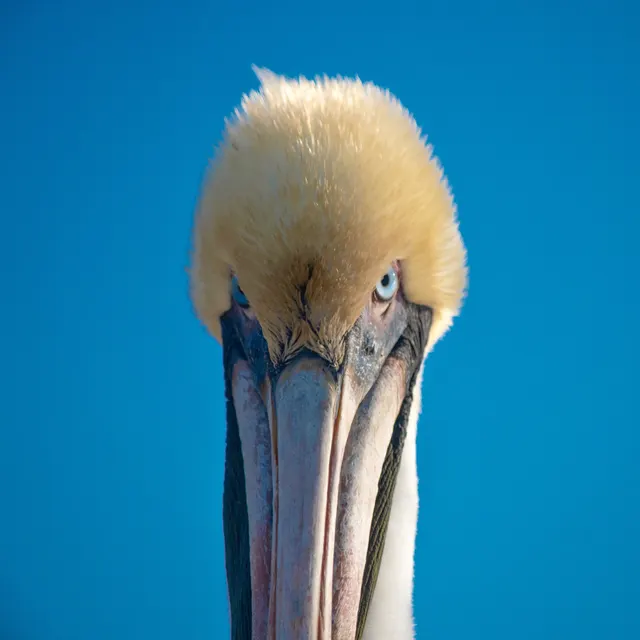 Brown Pelican closeup