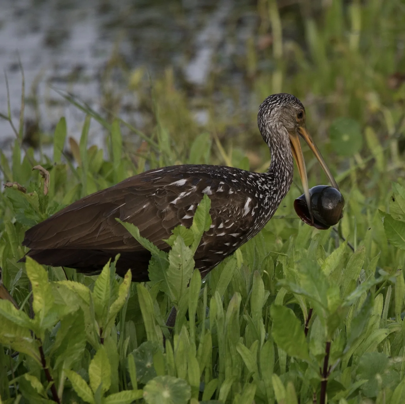 Limpkin