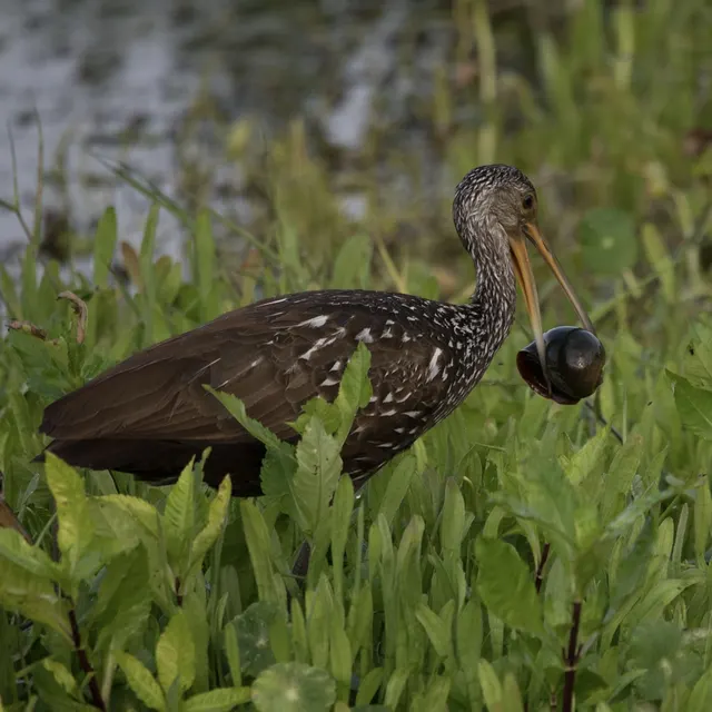Limpkin