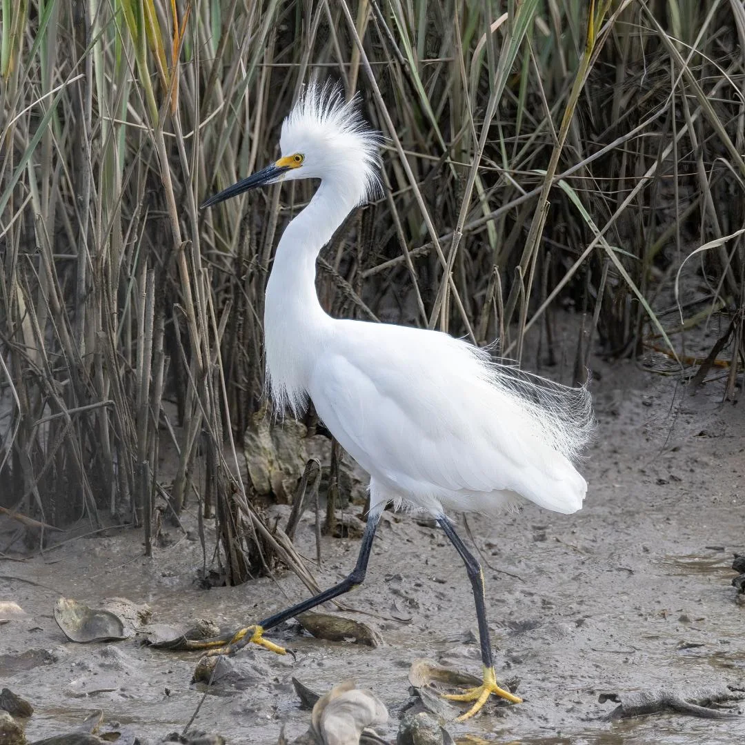 Snowy Egret at Heritage River Road