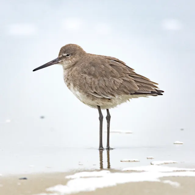 Dunlin winter