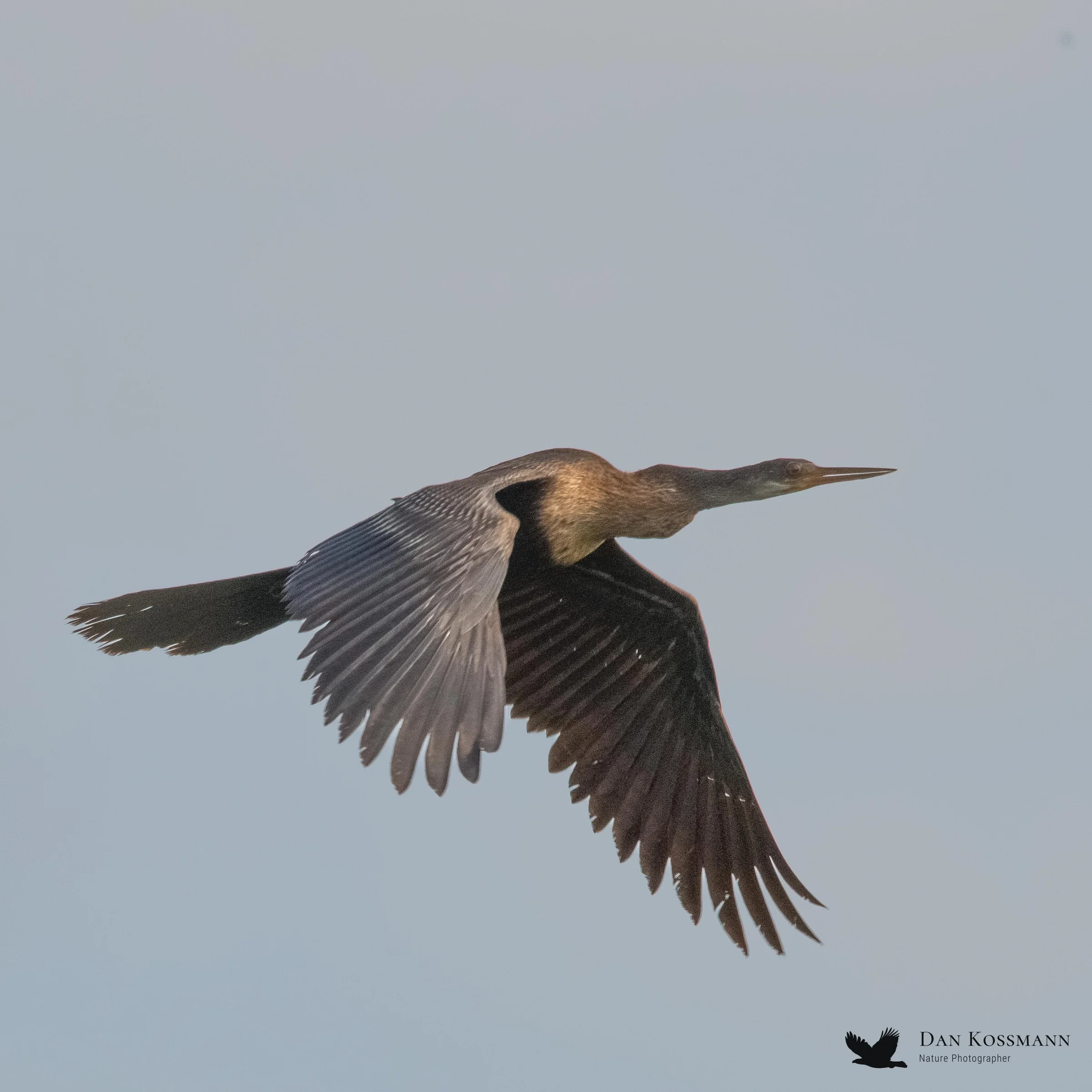 Anhinga
