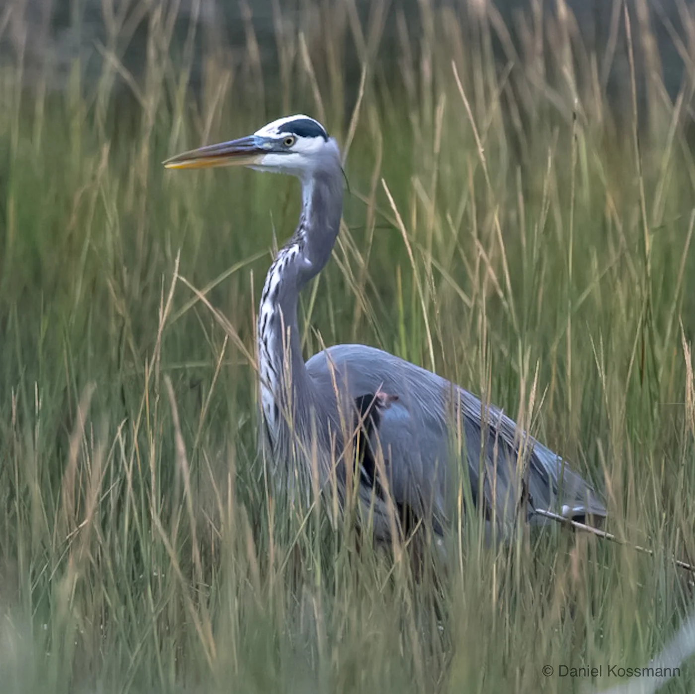Great Blue Heron in the marsh grass