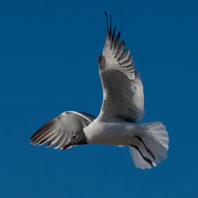 Laughing Gull suspended