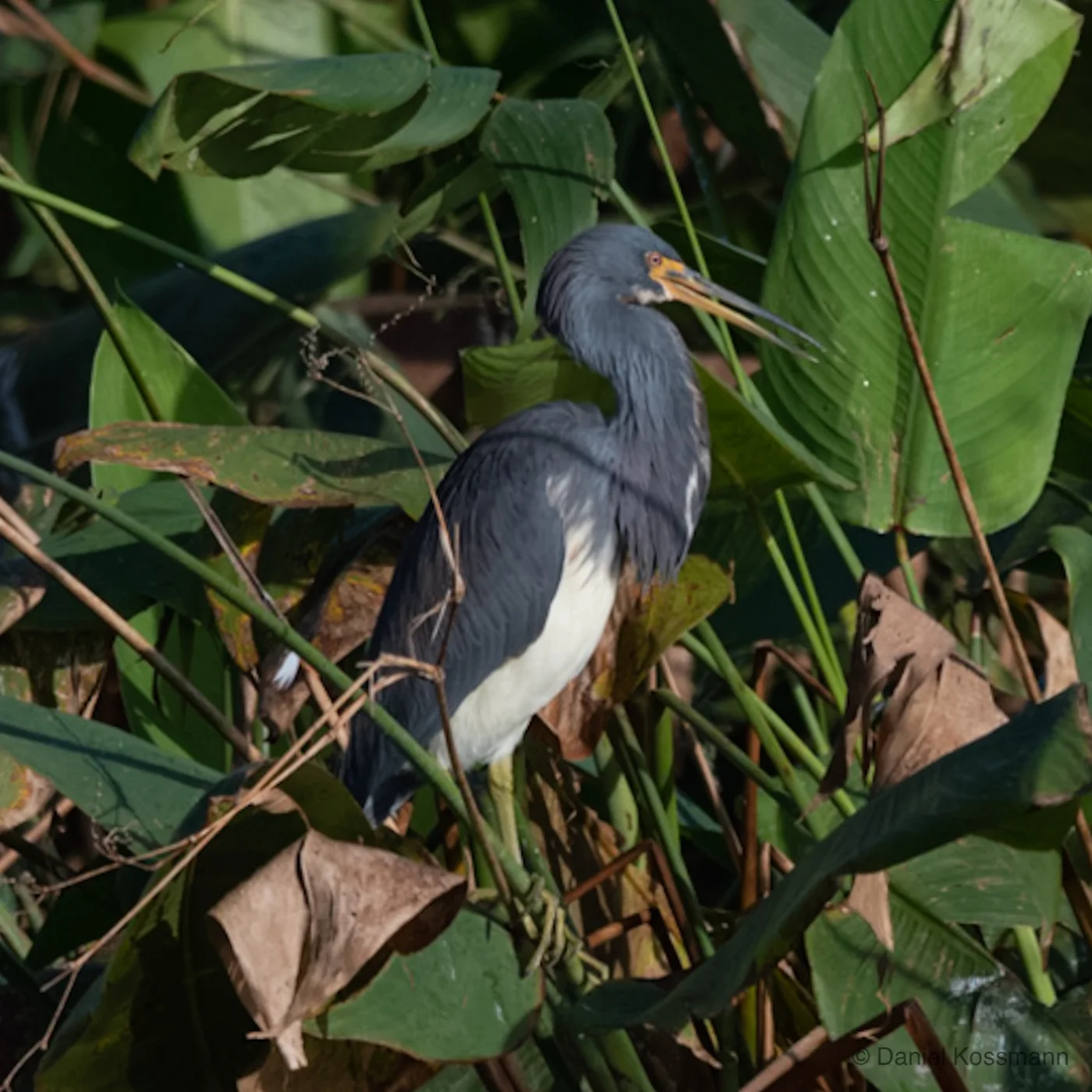 Tricolored Heron