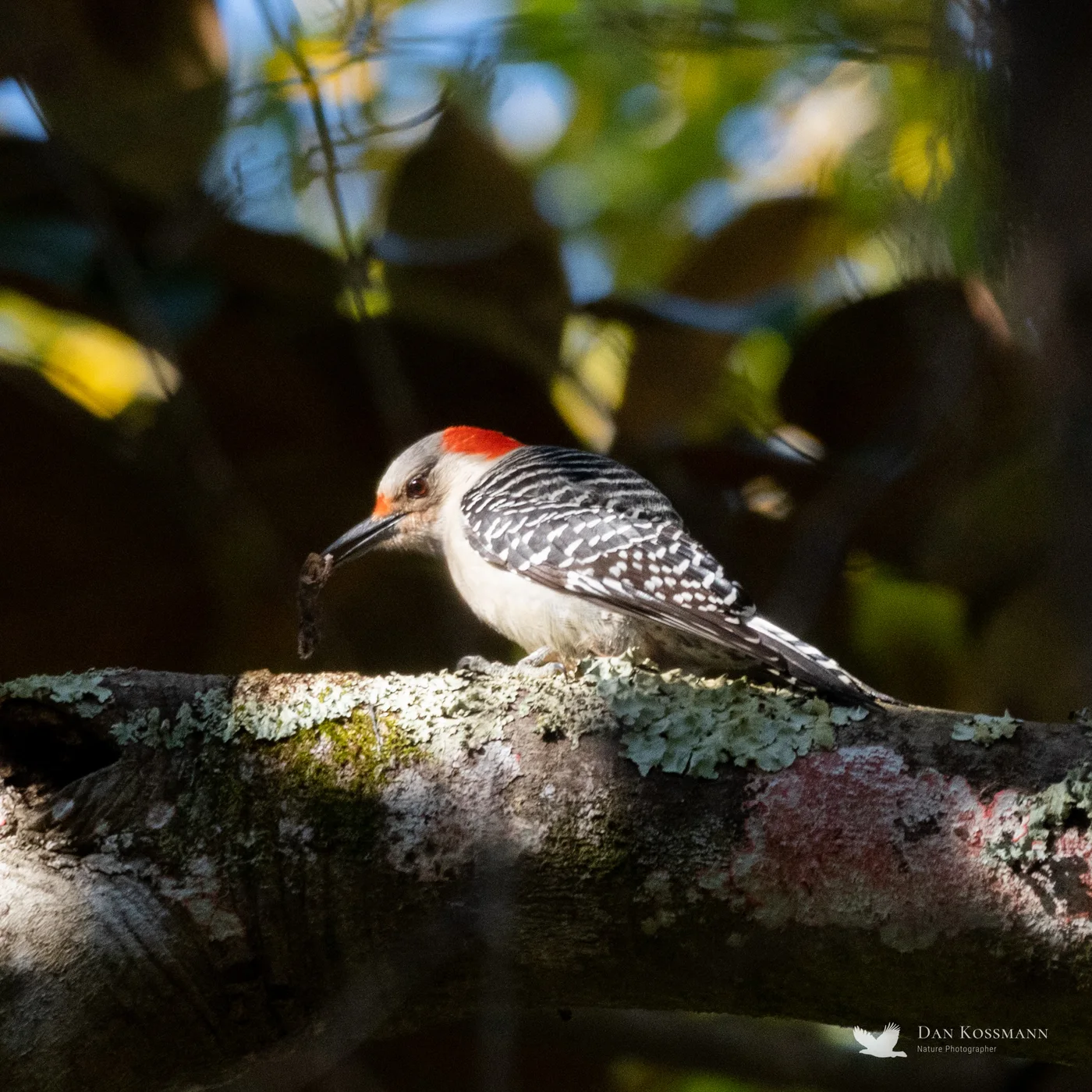 Red-bellied Woodpecker with a grub