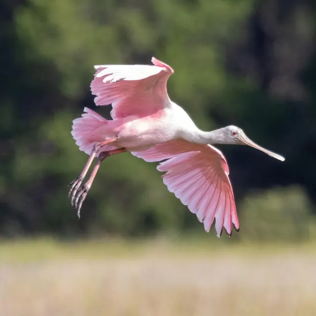 Roseate Spoonbill in flight