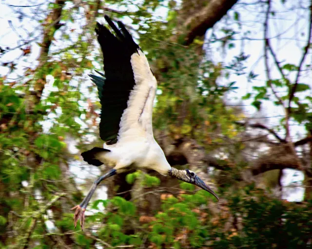 Wood Stork