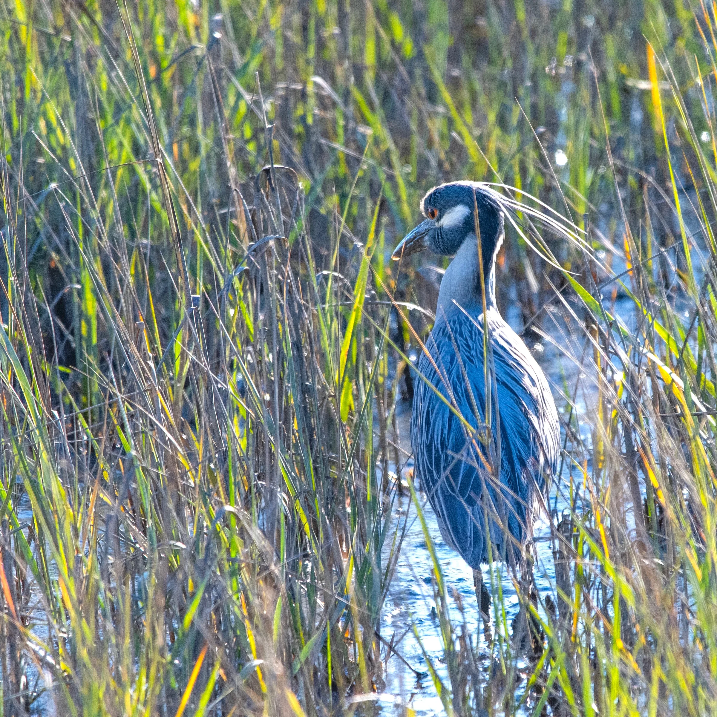 Yellow-crowned Night Heron