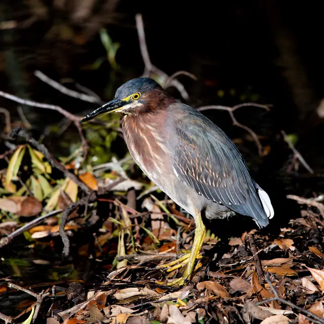 Green Heron