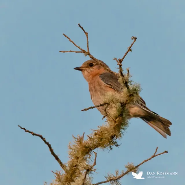 Possible juvenile Eastern Bluebird
