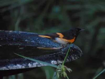 American Redstart